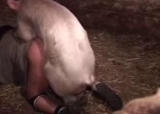 Dirty zoophile drilled by pig