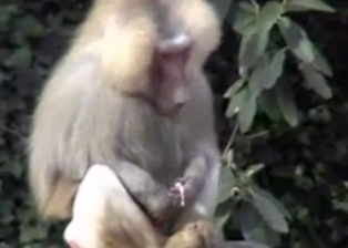 Small monkey jerks a dick under tree