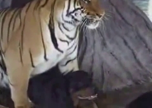 Big tiger is trying to fuck a black dog