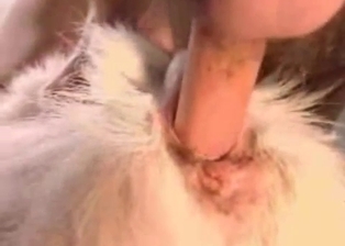 Huge male dick fills out anus of a doggy