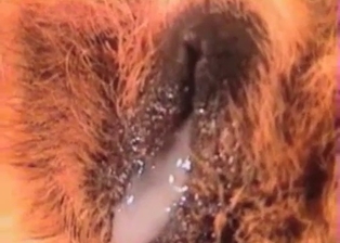 Perverted zoophiliac sticks his cock in a dog ass