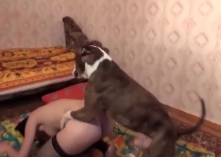 Dog drills her hole with love